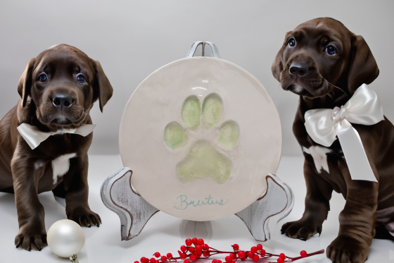 Pawprint Plate